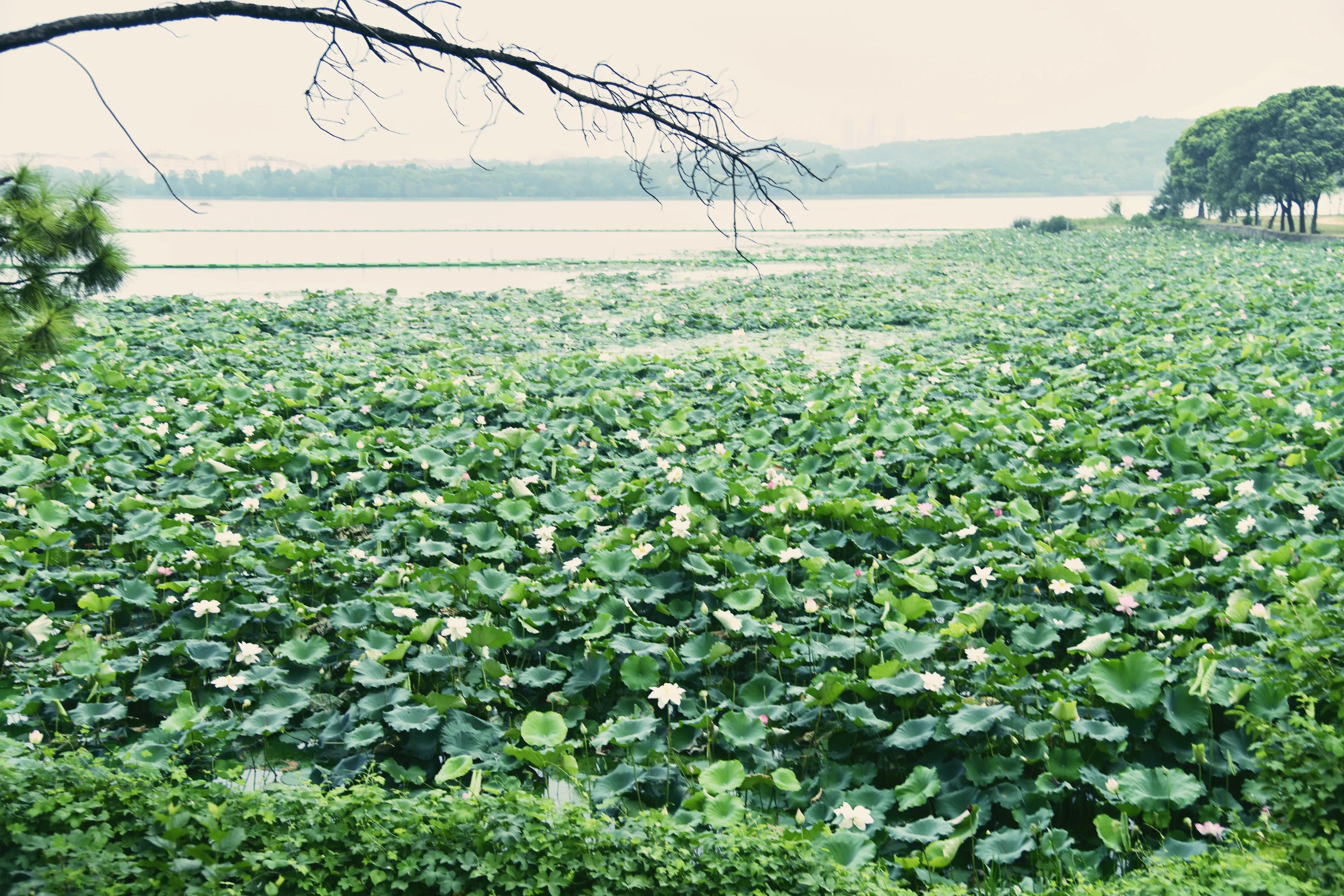 武汉高校中，最美武汉大学，“亚美”属于中南财经政法大学