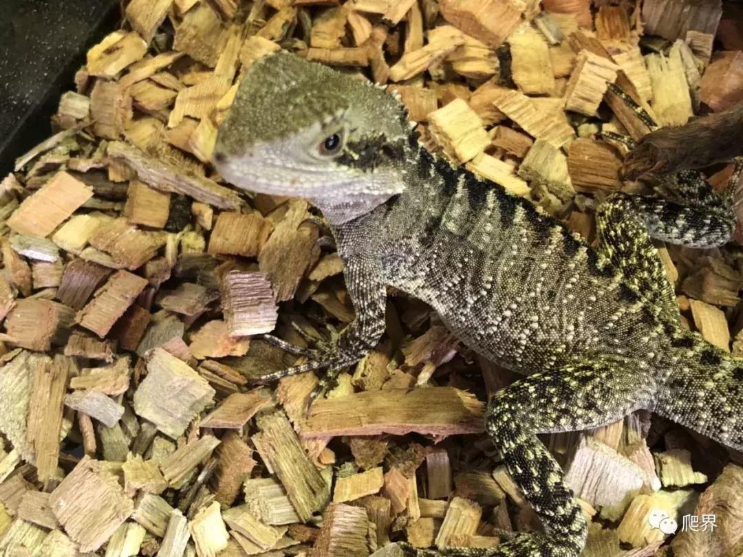 湛江爬宠店,深圳爬宠店在哪里