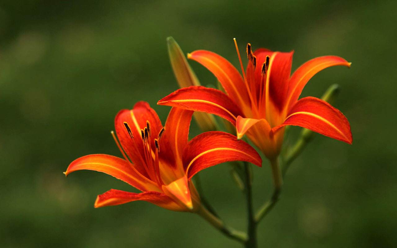 一直以来被人误解的植物,被误认成的花