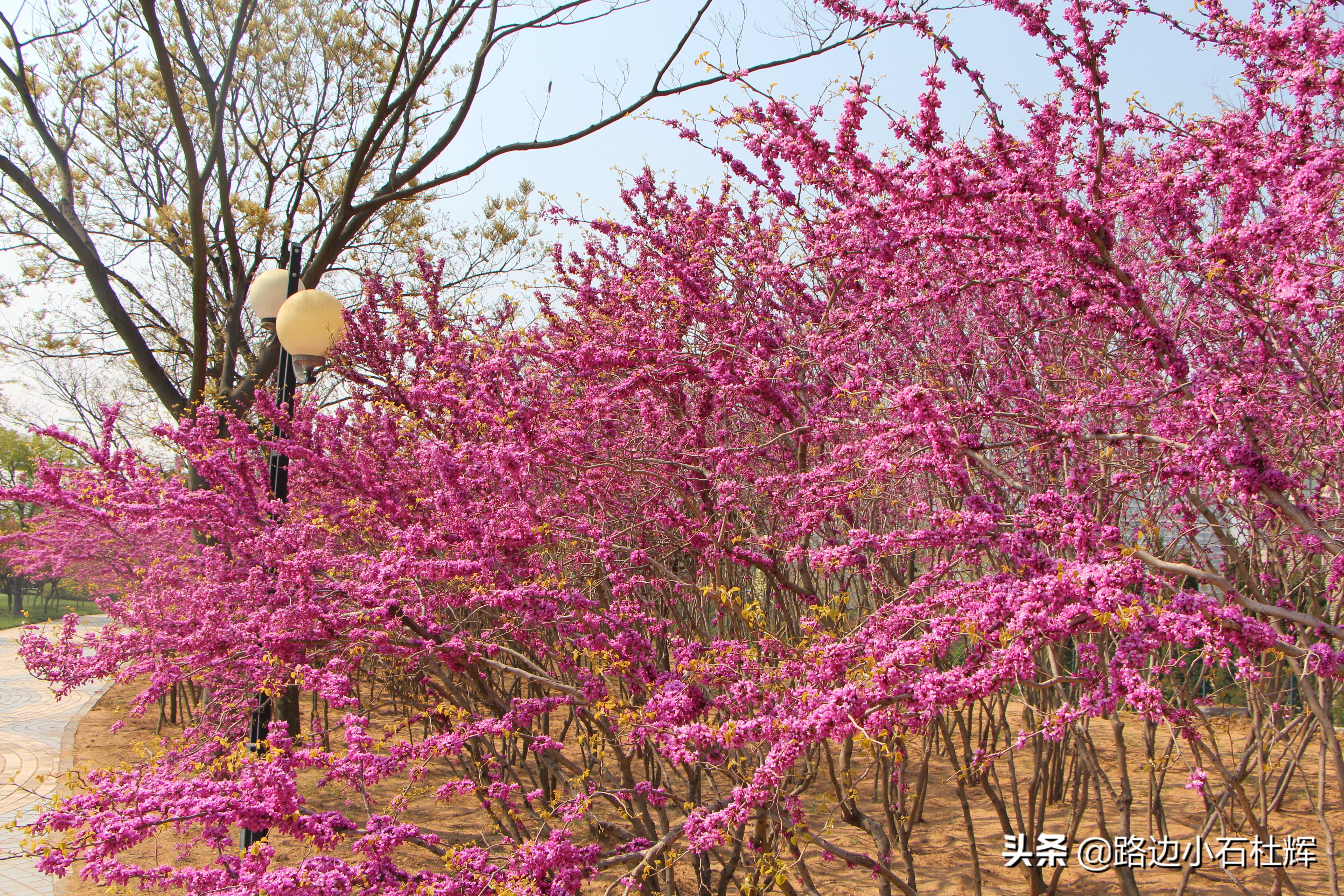 青岛黄岛记忆,青岛金沙滩景色图