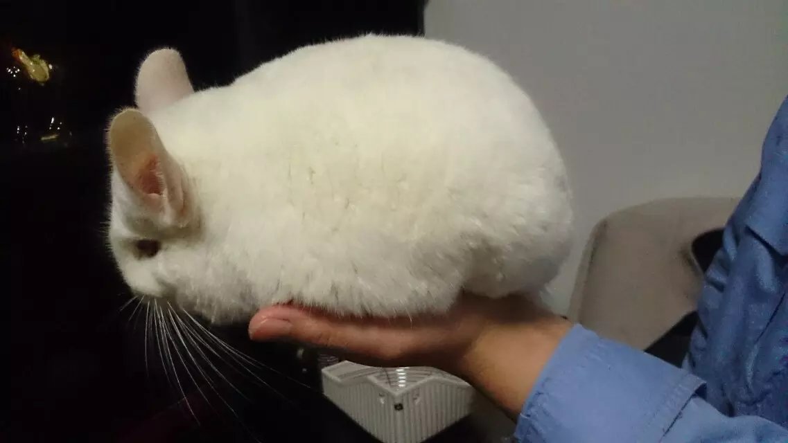 龙猫新手饲养套装,龙猫新手攻略