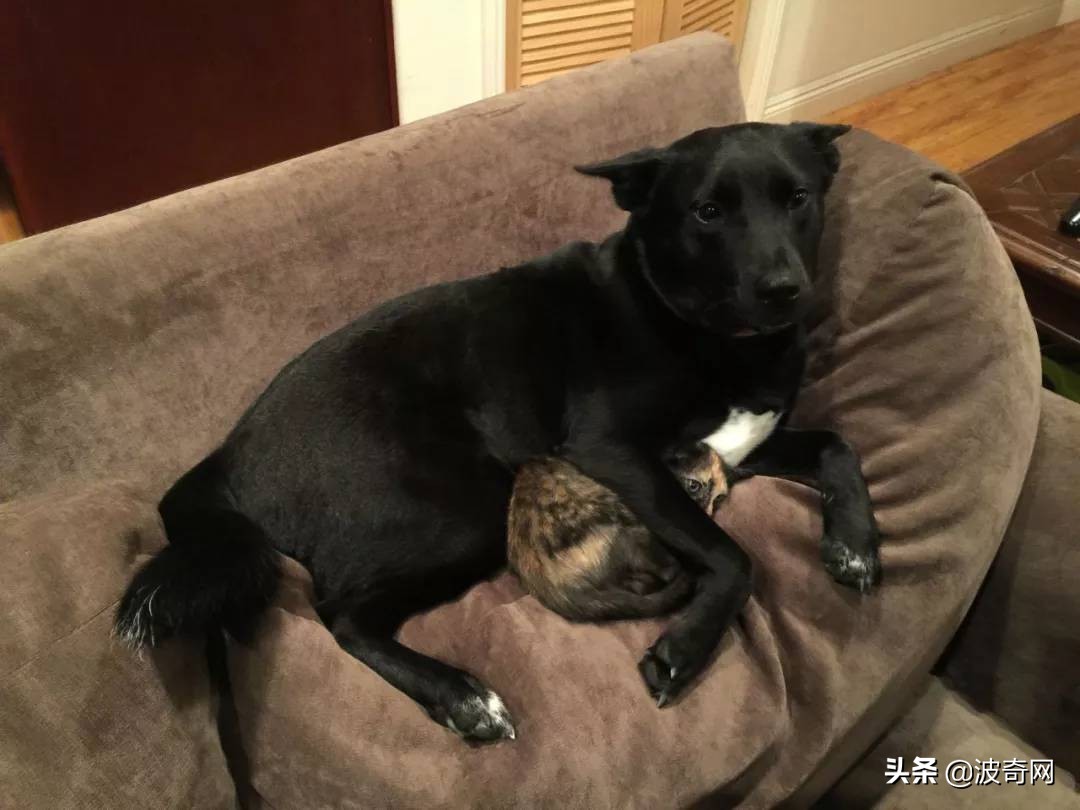 狗狗害怕主人怎样缓解,狗狗害怕主人还能恢复信任吗