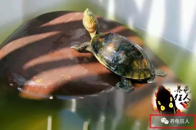 南石龟草龟花龟哪个体型大,草龟花龟珍珠龟哪个更好养