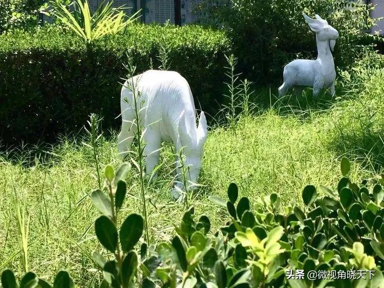 信阳第七中学招生简章,信阳市平桥区第七小学招生
