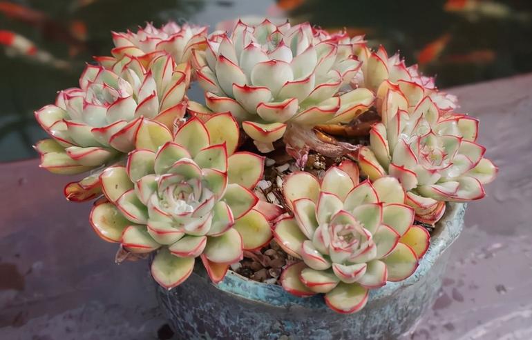 多肉白腐病怎么处理,多肉的白粉病怎么治疗