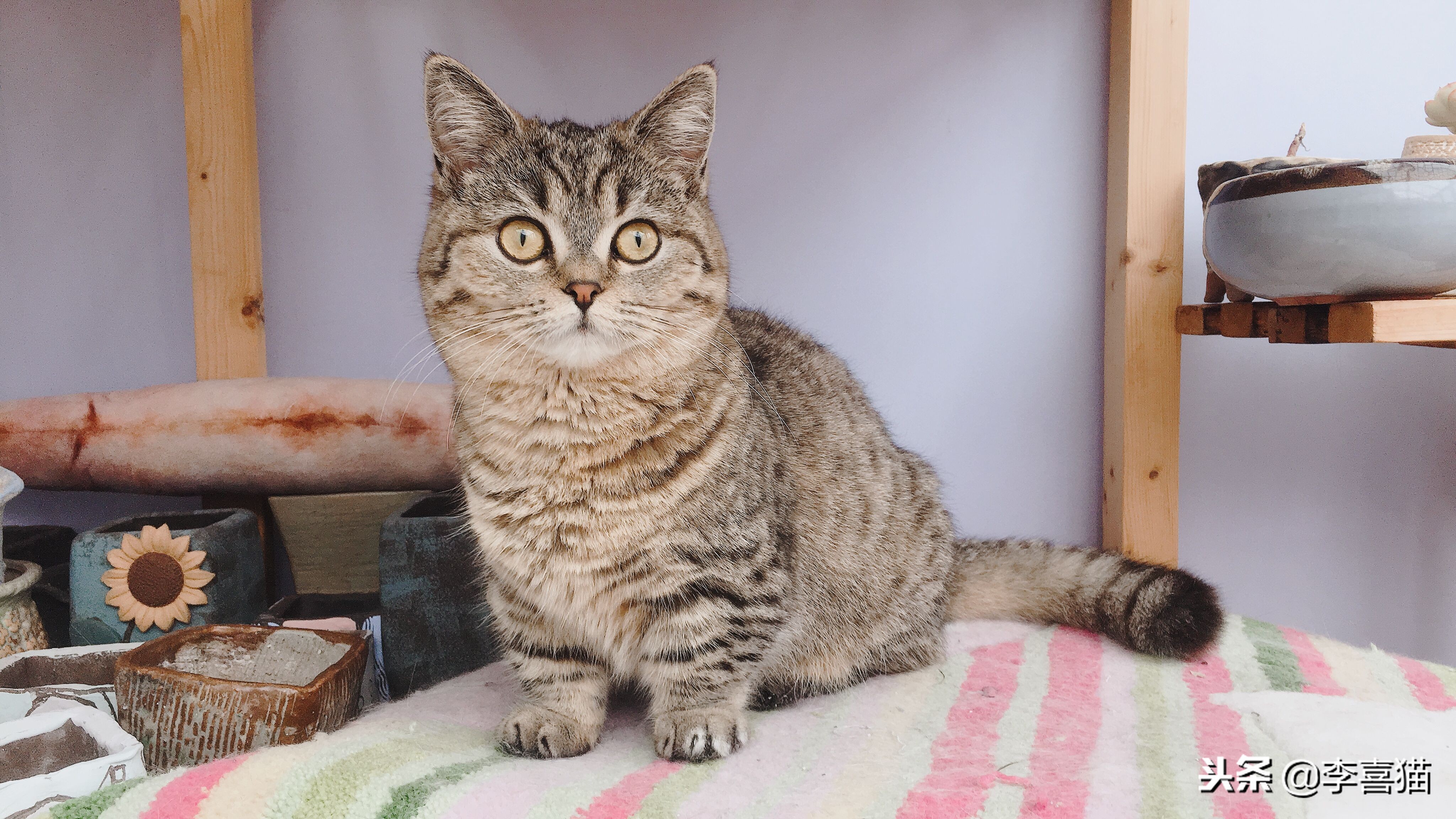 假如猫咪会说话永劫无间,猫咪铲屎官要知道的知识