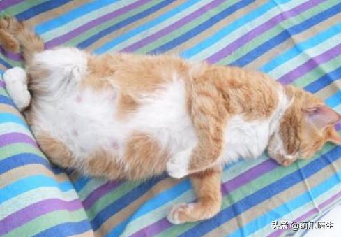 猫身上长了粉色疙瘩,公猫身上长了粉色的疙瘩