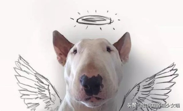 简单一招，比Ai换脸还厉害，毫无违和的牛头梗照片