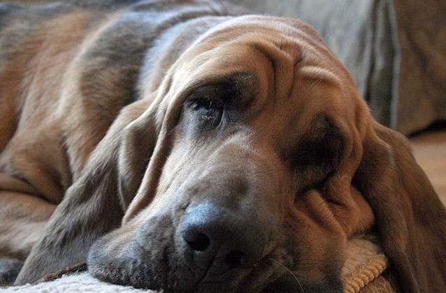 十种最好养的狗狗优缺点,外表凶猛内在温柔的狗狗