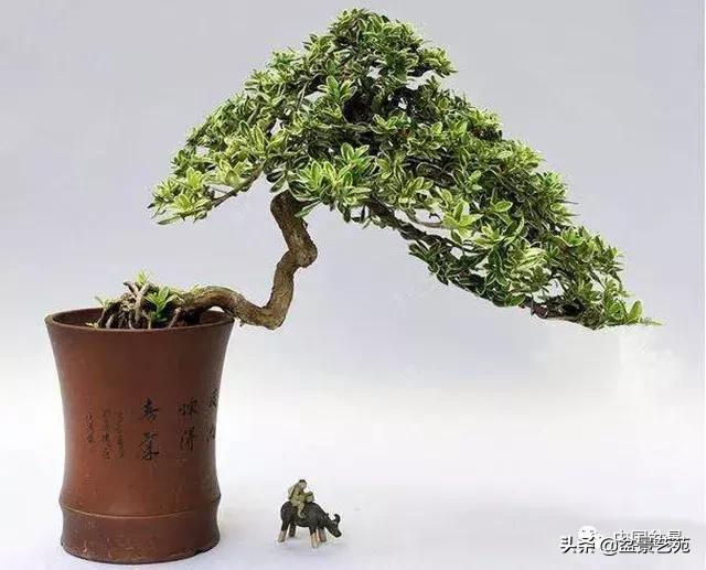 天生好养的36种盆景植物,好养的大盆景植物推荐