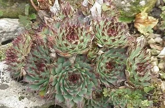 岩石花园景区,岩石园常用花卉