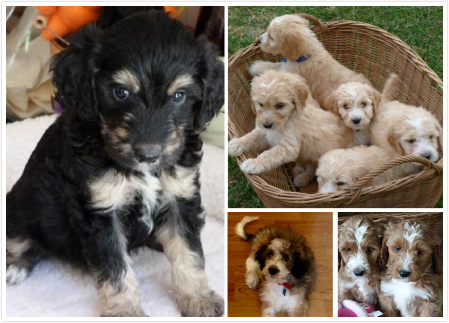 串串狗是什么犬种,串串狗到底是什么犬种