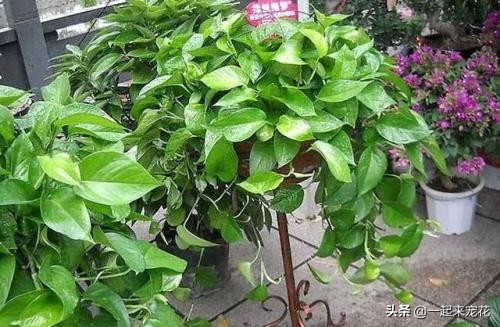 绿萝疯长的最好方法,绿萝疯长小妙招