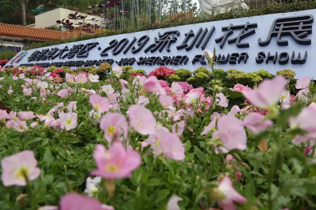 未来10天预警，深圳最最最最火的地方在这里，美女都赶来打卡