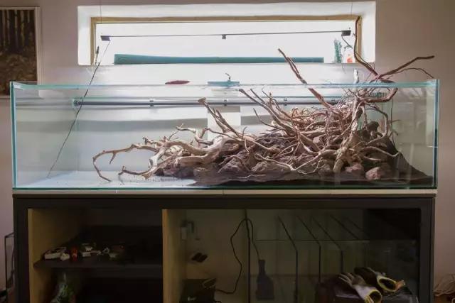 本色水景水草造景培训,本色水景水草培训