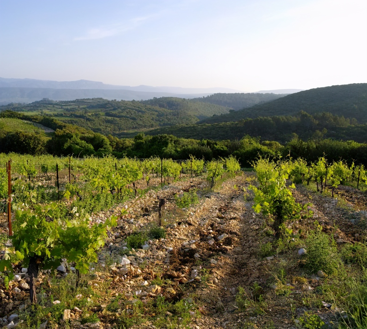 540+国家展团品牌商集结2021成都TAOWINE酒店展