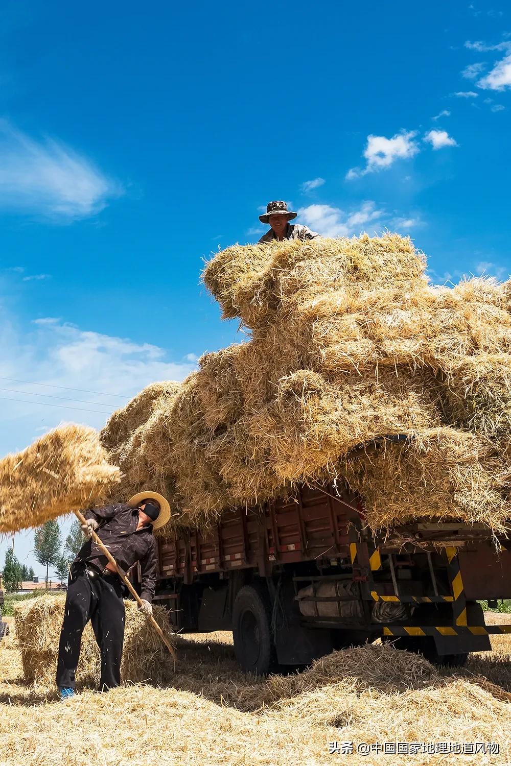 想不到！一粒小麦竟这样改变了中国