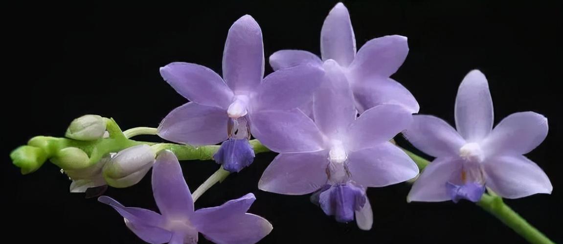 看芦头辨兰花种类,野生兰花种类图片