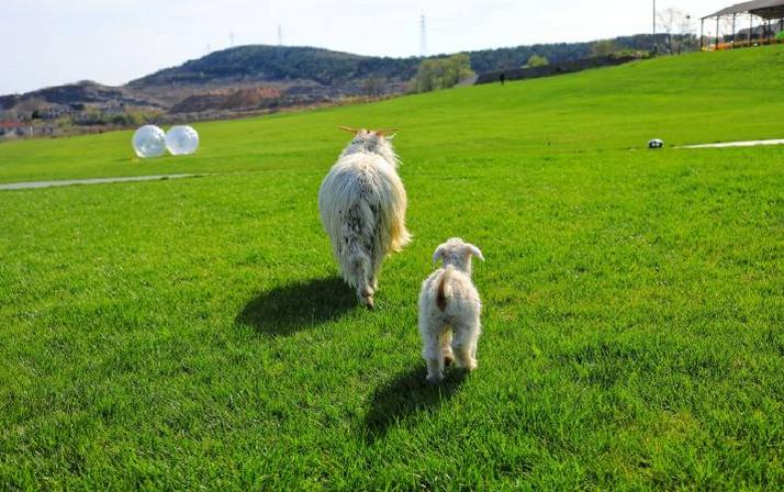 超长记录亲子牧场一日游,暑期草原亲子游攻略