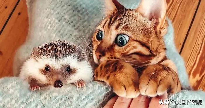 羊驼治愈案例,动物治愈焦虑