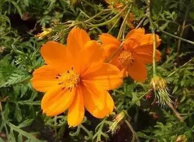 100种花的花语以及送花礼仪分享,100种花的名字和图片带花语