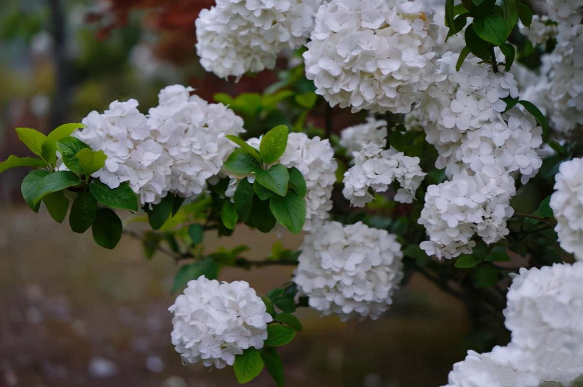 琼花开在什么地方,琼花盛开的地方