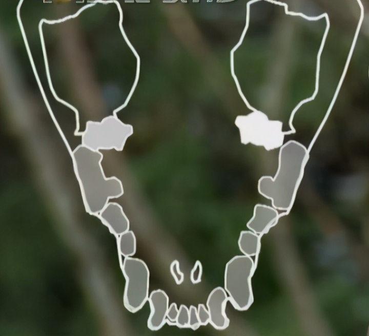 自然界中的金刚狼，北方荒野的象征，令其他动物畏惧的狼獾