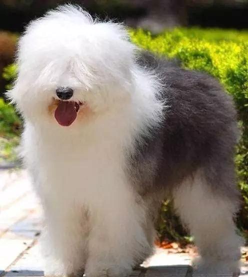 45种狗狗很难得一见你认识几种,45种最难得一见的狗