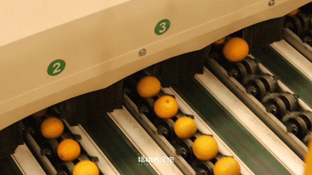 市场上卖的褚橙是真的吗,怎么区分真假褚橙2018