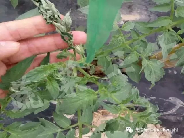 蔬菜药害怎样解药,蔬菜发生药害时如何解决