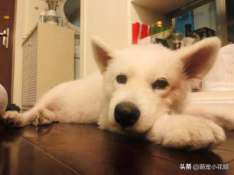 狠心主人把萨摩耶犬遗弃在路边,微笑天使萨摩耶犬被救治