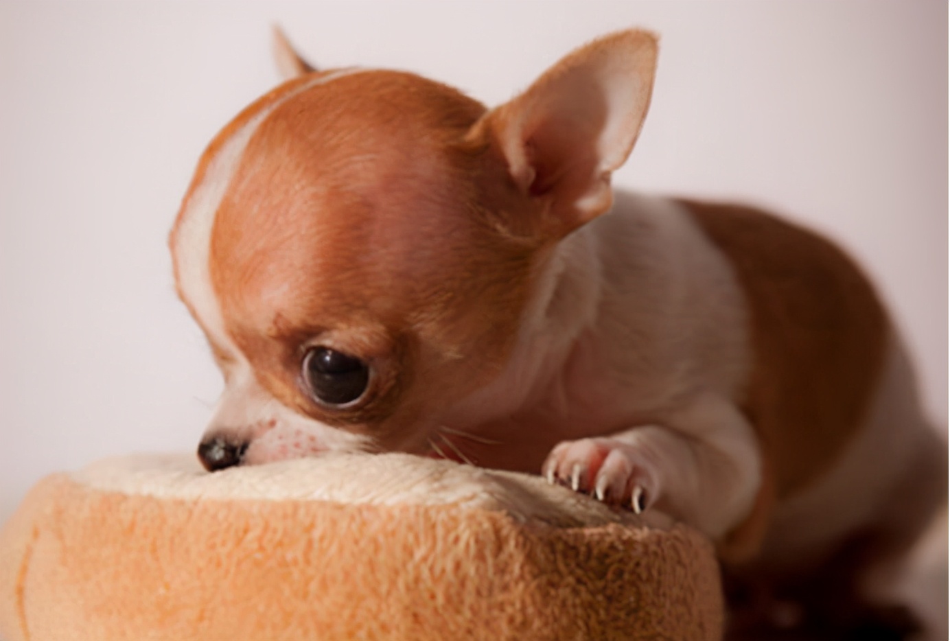 “忽悠”我买吉娃娃的人,你们把我害苦了