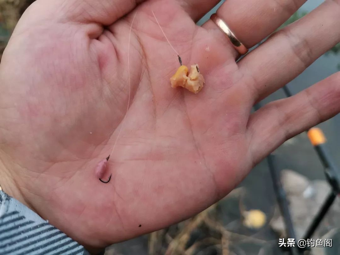 口香糖能不能钓鱼,口香糖钓鱼适合台钓吗