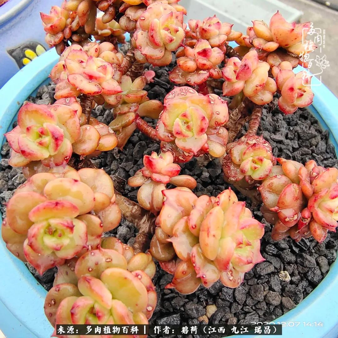 养了五年的多肉看到岁月的痕迹,经过一年春夏秋冬的轮回