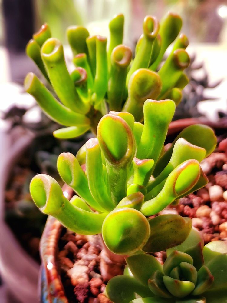 记录多肉长大的全过程,记录所有多肉成长过程