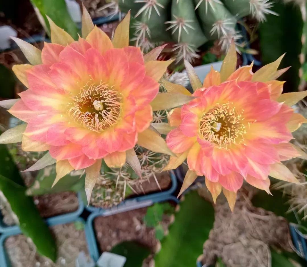 100种仙人球花图片,100种仙人球的品种视频