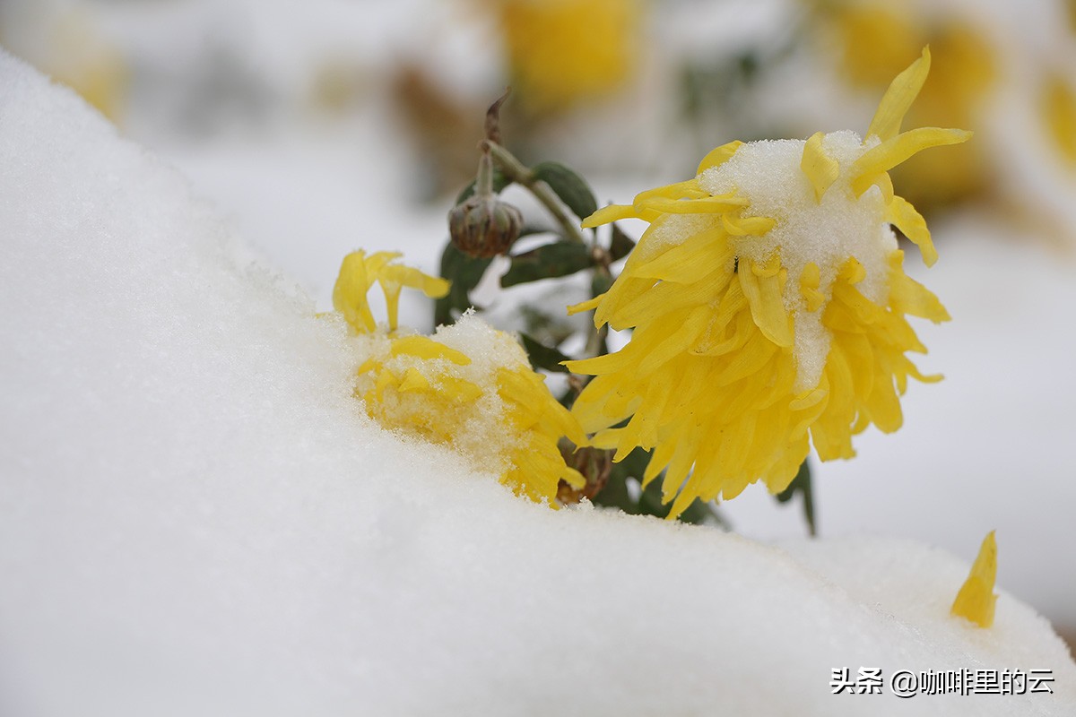 如果可以,我也愿意活成沈眉庄的样子:心中有丘壑,眉目作山河