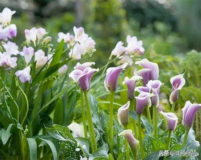 如何救活马蹄莲,马蹄莲叶子发软怎么处理