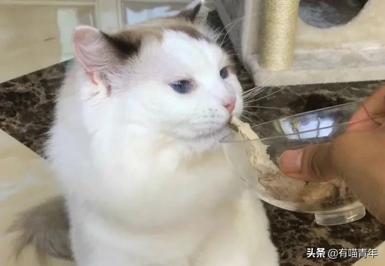 布偶猫身长四十厘米体重九斤,超级可爱的布偶猫有两万斤