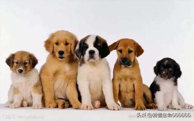 狗狗没有地方养了，怎么办？