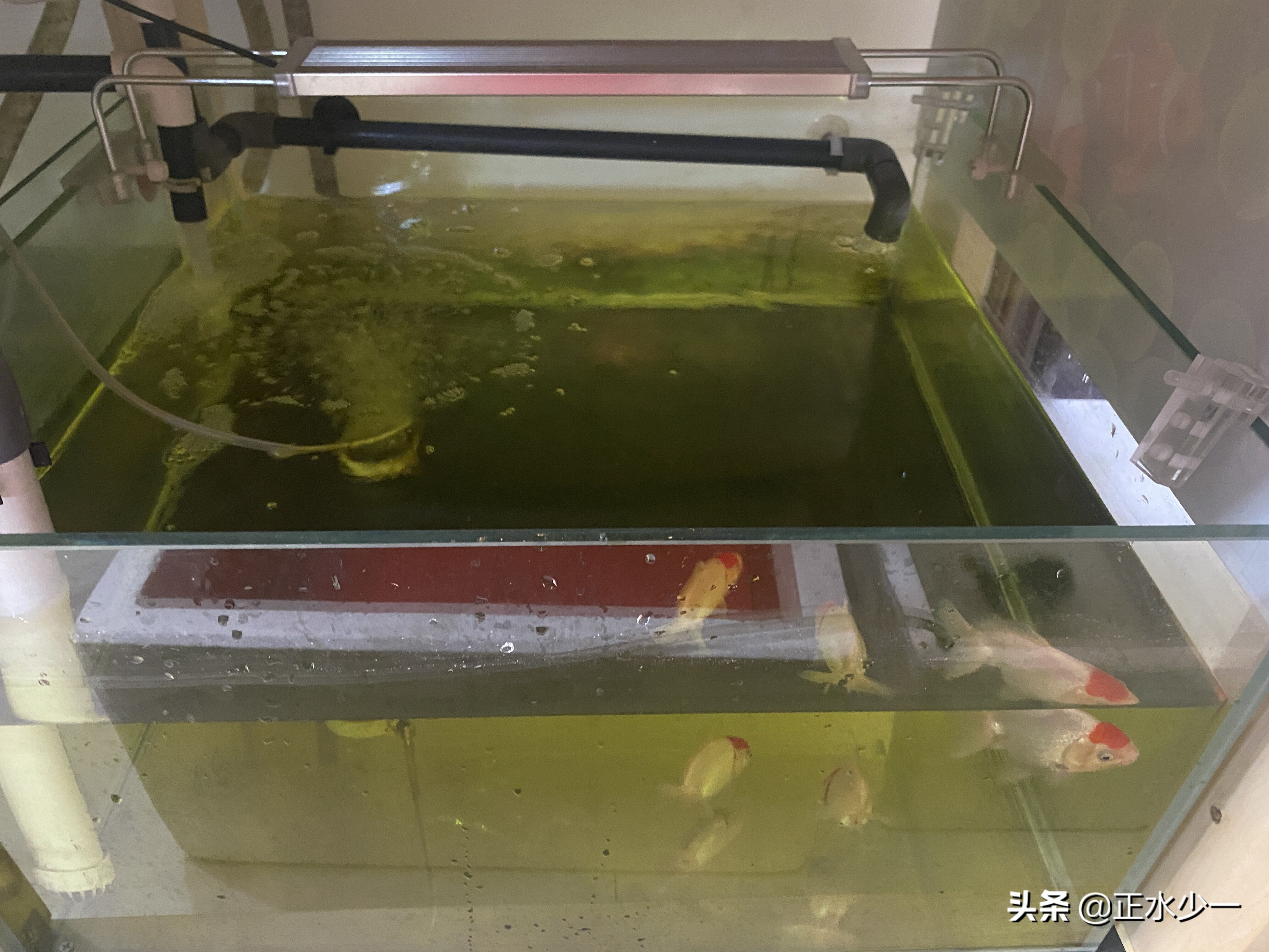 金鱼治疗菌鳃的最好办法,金鱼鳃霉病治疗方法