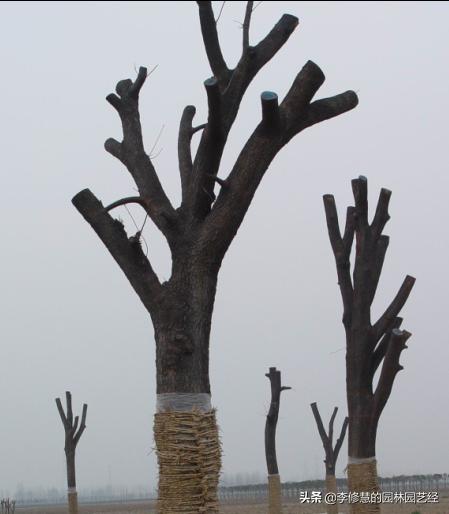 园林树木栽植与养护实现了什么,园林树木栽植新技术