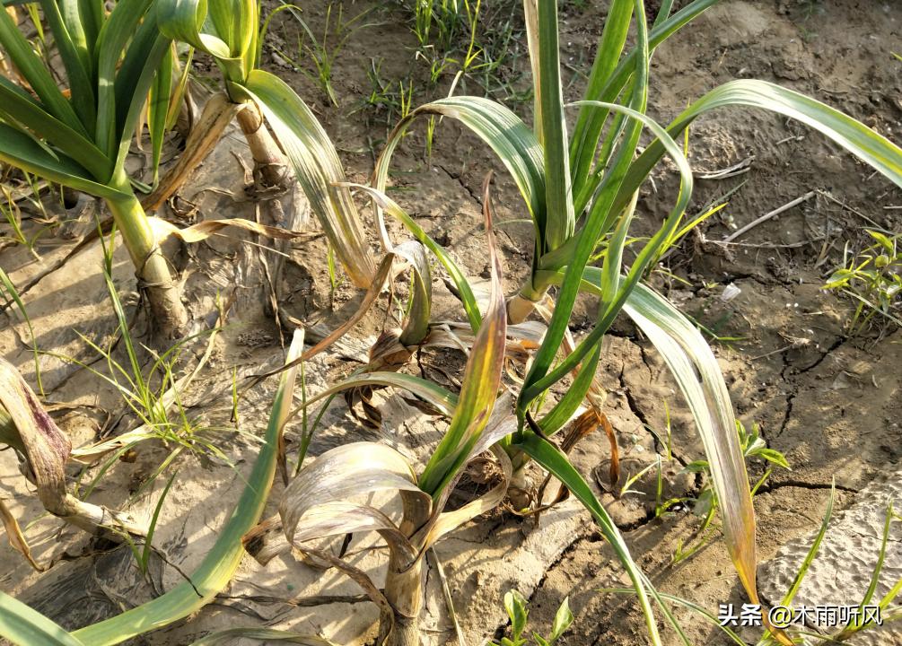 甲霜恶霉灵能治大蒜软腐病吗,大蒜软腐病的发病原因及防治