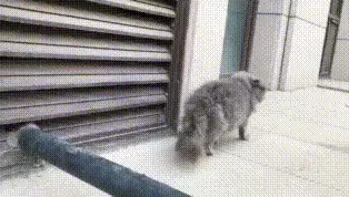 有只蓝猫一直叫,有只蓝猫叫淘气