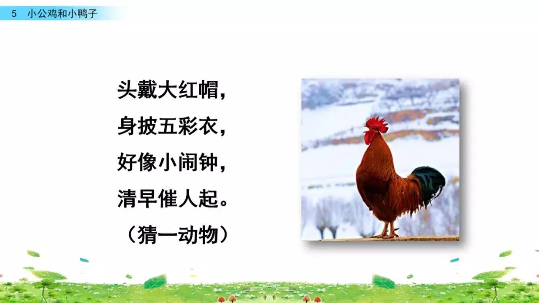 小公鸡和小鸭子一年级下册视频,一年级下语文小公鸡和小鸭子讲解