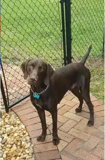 闻毒品的缉毒犬会因此染上毒瘾吗,缉毒犬是不是让它有毒瘾