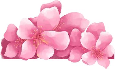 常熟虞山樱花,常熟环城路樱花