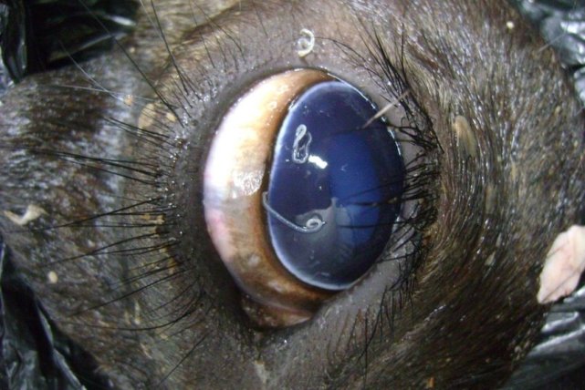 女子发现一只巨型虫卵,女子眼中发现虫子