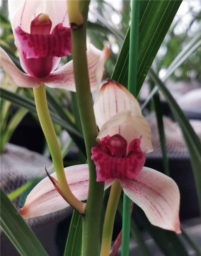 兰花如何实现产业化,近几年兰花产业的发展