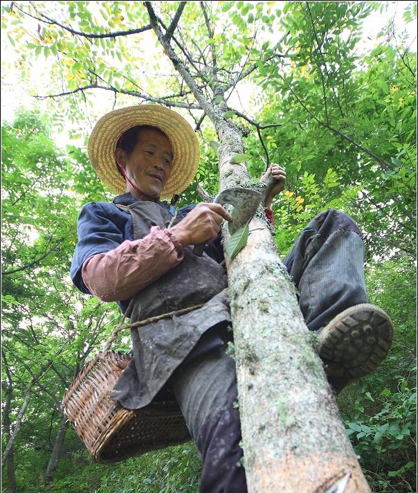 人们为什么都说漆树会咬人,会咬人的漆树长什么样子